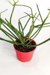 Euphorbia Tirucalli Kalem Kaktüs Özel Tür Nadide Kaktus Tekli Kaktüs 8.5 cm Saksıda thumbnail 2