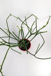 Euphorbia Tirucalli Kalem Kaktüs Özel Tür Nadide Kaktus Tekli Kaktüs 8.5 cm Saksıda thumbnail 3