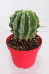 Ferocactus Glaucescens Nadide Tür Tekli Özel  Kaktüs 8.5 cm Kırmızı Saksıda - 1