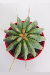 Ferocactus Glaucescens Nadide Tür Tekli Özel  Kaktüs 8.5 cm Kırmızı Saksıda - 2