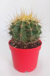 Ferocactus Glaucescens Nadide Tür Tekli Özel  Kaktüs 8.5 cm Kırmızı Saksıda - 1