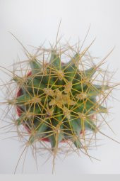 Ferocactus Glaucescens Nadide Tür Tekli Özel  Kaktüs 8.5 cm Kırmızı Saksıda - 2