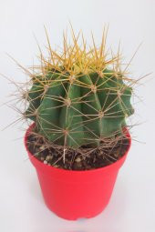 Ferocactus Glaucescens Nadide Tür Tekli Özel  Kaktüs 8.5 cm Kırmızı Saksıda - 3
