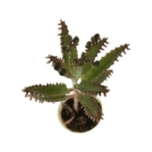 Aşkın Gözyaşı Çiçeği Fidanı 10-20 cm thumbnail 3