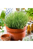 Kekik Yağı 50 ml Thyme Oil thumbnail 3