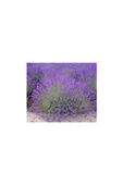 Saksılı Lavanta Fidanı 2 Adet 20-40 cm (Lavandula Intermedia) thumbnail 2