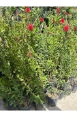 Fırça Çalısı Çiçeği Fidanı 30-60 cm thumbnail 3