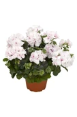 Beyaz sardunya fidesi geranium maverick white thumbnail 2