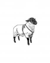 Çiftleşme Kemeri Boya Tutucu - 3