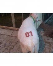 Hayvan Numara İşaretleme Damga Seti - 3