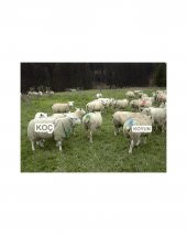 Kemer Boyası (Aşım Kemeri için) thumbnail 6