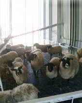 Buzağı Altlığı 25x50 cm thumbnail 4