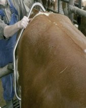 Tekme Önleyici ( Tekmesavar) Ekonomik - 2