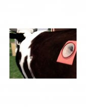 Rumenotom - Rumen Çemberi 2si bir arada - 1