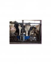 İnek Suluğu İkili - 6