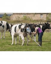 Doğum Krikosu HK 2020 57 cm thumbnail 2