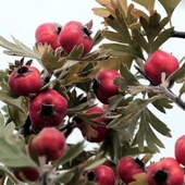 Soğuklara Dayanıklı Tüplü Aşılı İri Meyveli Kırmızı Alıç Fidanı(60-100 cm) thumbnail 2