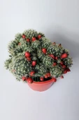 Mammillaria Prolifera meyveli büyük boy 12 cm saksıda - 3