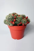Mammillaria Prolifera meyveli büyük boy 12 cm saksıda - 1