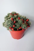 Mammillaria Prolifera meyveli büyük boy 12 cm saksıda - 2