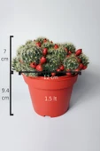 Mammillaria Prolifera meyveli büyük boy 12 cm saksıda - 4
