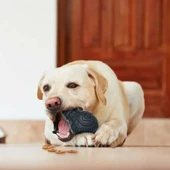Ampul Şekilli Kauçuk Diş Kaşıyıcılı Köpek Oyuncağı thumbnail 3