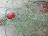 Yavru Balık Yakalama Ağı 5 Metre - 2