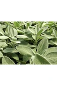 Şalba Adaçayı Fidanı 10-20 Cm Salvia Officinalis thumbnail 1