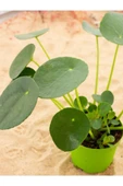 Çin Para Çiçeği (PİLEA) Fidanı 10-20 cm thumbnail 2