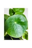Pilea Peperomioides Çin Para Ağacı Fidanı 10-20 cm thumbnail 2