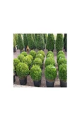 Şimşir (Buxus Sempervirens) Fidanı 20-40 cm thumbnail 3