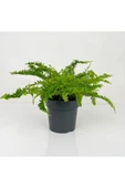 Aşk Merdiveni Nephrolepis Fidanı Fidesi 10-20 Cm thumbnail 1