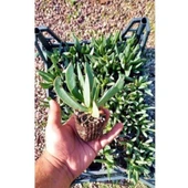 Kaz Ayağı Çiçeği Yer Örtücü Bitki 2 Adet (Carpobrotus Acinaciformis) thumbnail 2