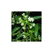 Melisa Çiçeği Fidanı 5 Adet 10-20 cm thumbnail 4