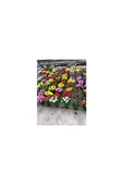 Karışık Renk Kasımpatı Krizantem Hüzün Çiçeği Chrysanthemum 10-20 Cm thumbnail 3