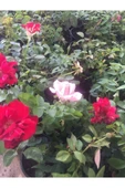 5 Adet Saksıda Sarmaşık Isparta Gülü Fidanı 10-20 cm thumbnail 3