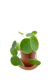 Pilea Peperomioides Çin Para Bitkisi Orta Boy 10-20 cm thumbnail 1