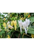Lonicera Caprifolium (Hanımeli) Fidanı 10-20 cm thumbnail 3