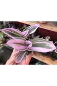 Tradescantia Nanouk Pembe Telgraf Çiçeği Fidanı 10-20 cm thumbnail 1