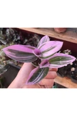 Tradescantia Nanouk Pembe Telgraf Çiçeği Fidanı 10-20 cm thumbnail 2