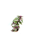 Biorganix Telgraf Çiçeği, Pembe Çiçekli 10-20 cm - 1