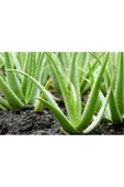 Alovera Çiçeği Fidanı Saksılı 10-20 cm thumbnail 2