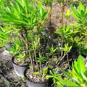 Zakkum Fidanı 30-60 cm thumbnail 1