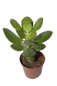Şans ve Para Çiçeği Crassula Ovata Fidanı Saksılı 10-20 cm thumbnail 2