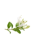Lonicera Caprifolium (Hanımeli) Fidanı 10-20 cm thumbnail 1
