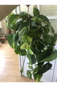 Potos Sarmaşığı Fidanı Fidesi 10-20 cm thumbnail 3