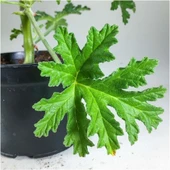 Pelargonium Graveolens Itır Bitkisi Mis Kokulu 10-20 cm thumbnail 3
