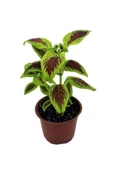 Yaprak Güzeli Fidanı Scarlet Coleus 10-20 cm - 1