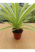 Chlorophtyum Comosun Variegata Kurdele Çiçeği Dışı Beyaz Içi Yeşil thumbnail 1