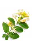 Lonicera Caprifolium (Hanımeli) Fidanı 10-20 cm thumbnail 2